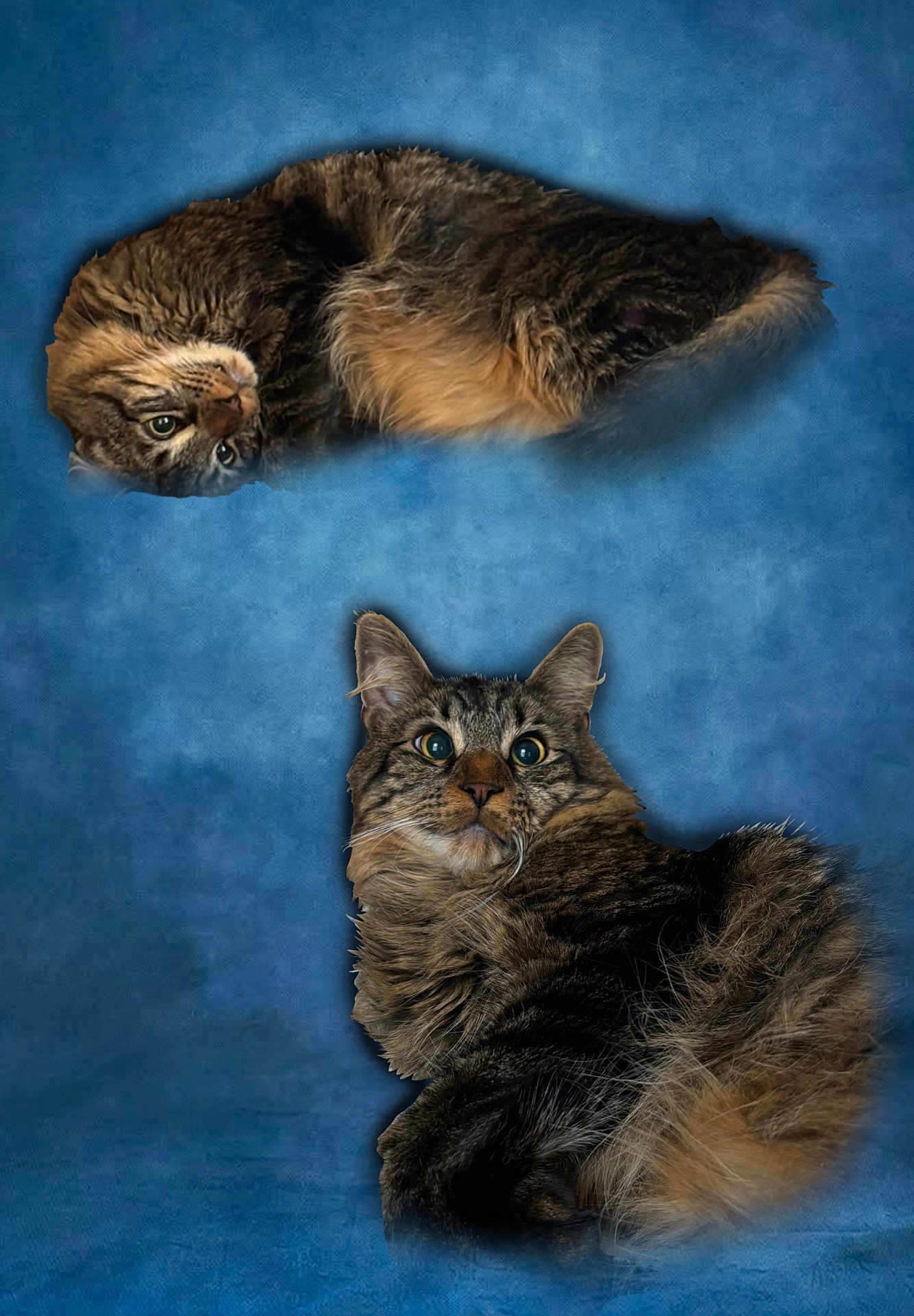 Merlin joined the competition — help win amazing prizes! cat, tabby_cat, pet, feline, fur, whiskers, portrait, blue_background, studio_style, curious, relaxed, lying_down, close_up, eyes, ears, fluffy, domestic_cat, animal, composite_layout, two_cats