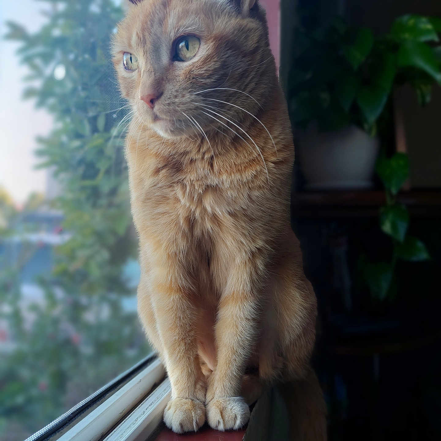 Nala