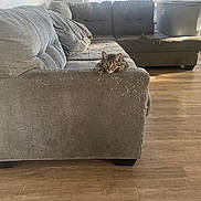 Oreo is registered to the contest to win money with this photo: cat, tabby_cat, pet, animal, face, eyes, ears, whiskers, indoors, living_room, sofa, couch, furniture, wood_floor, window, blinds, sunlight, gray, brown, peekaboo