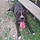 Ares