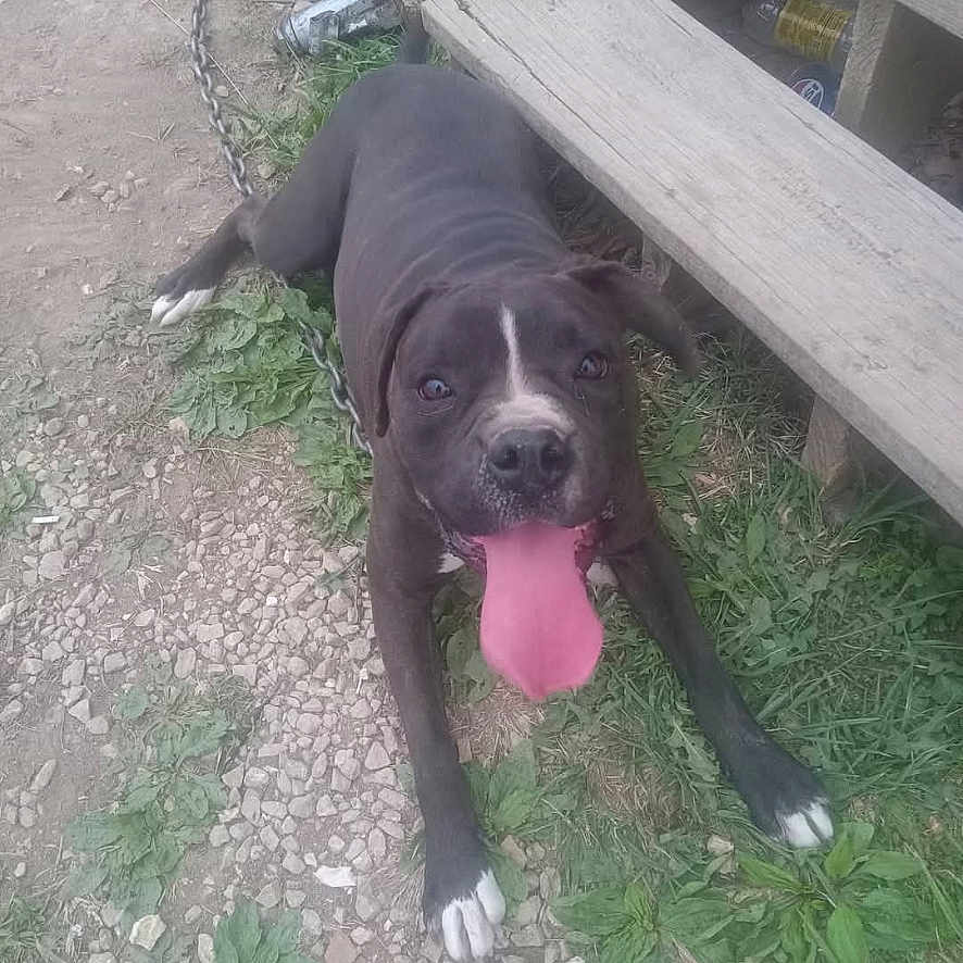 Ares