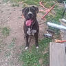 dog, black_dog, sitting, outdoor, yard, grass, dirt, construction, tools, rope, leash, collar, tongue, panting, white_chest, white_paws, animal_portrait, centered_subject, daylight, smartphone_photo