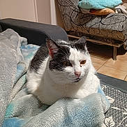Skitty participe au concours pour gagner de l'argent avec cette photo : cat, black_and_white, blanket, couch, indoor, pet, feline, fur, relaxed, resting, cozy, living_room, pillow, furniture, cute, animal, domestic, soft, comfort, tile_floor