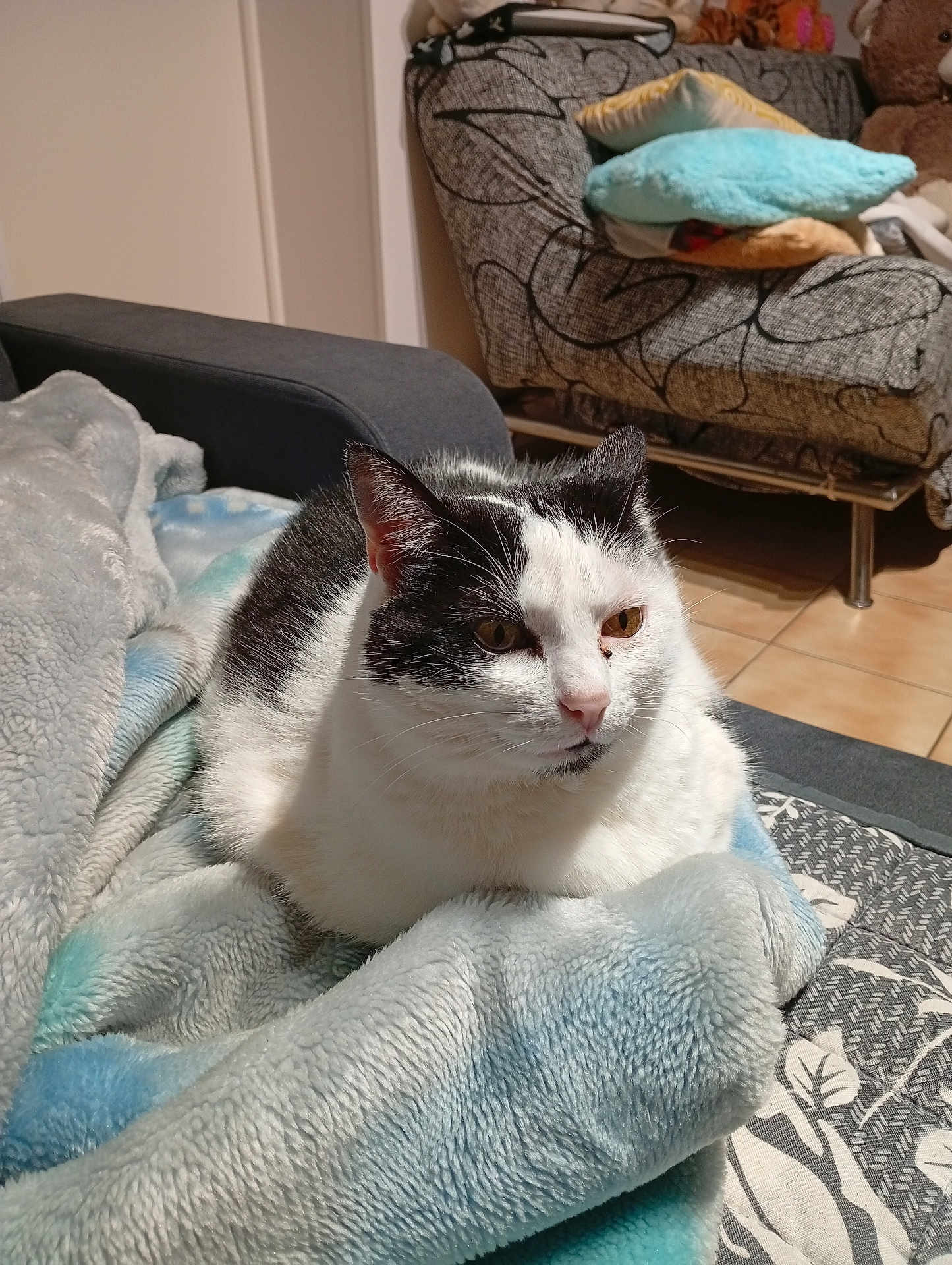 Skitty participe au concours pour gagner de l'argent avec cette photo : cat, black_and_white, blanket, couch, indoor, pet, feline, fur, relaxed, resting, cozy, living_room, pillow, furniture, cute, animal, domestic, soft, comfort, tile_floor