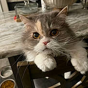 Katrina joined the competition — help win amazing prizes! cat, fluffy, chair, kitchen, food_bowl, fruit_bowl, wooden_furniture, pet, domestic_animal, whiskers, paws, curious, indoor, table, marble_countertop, close_up, cute, animal_face, fur, orange_eyes