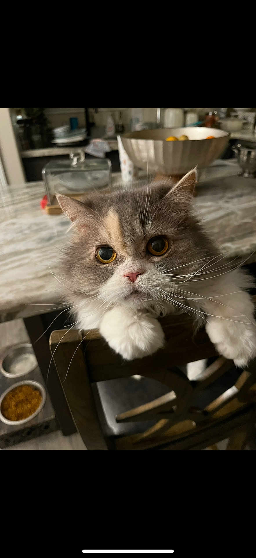 Katrina joined the competition — help win amazing prizes! cat, fluffy, chair, kitchen, food_bowl, fruit_bowl, wooden_furniture, pet, domestic_animal, whiskers, paws, curious, indoor, table, marble_countertop, close_up, cute, animal_face, fur, orange_eyes
