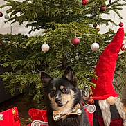 Ullyssia participe au concours pour gagner de l'argent avec cette photo : animal, black_dog, bowtie, celebration, christmas, christmas_tree, cute, decoration, dog, festive, floor, gnome, green, holiday, indoor, ornaments, pet, red, sitting, wooden_floor