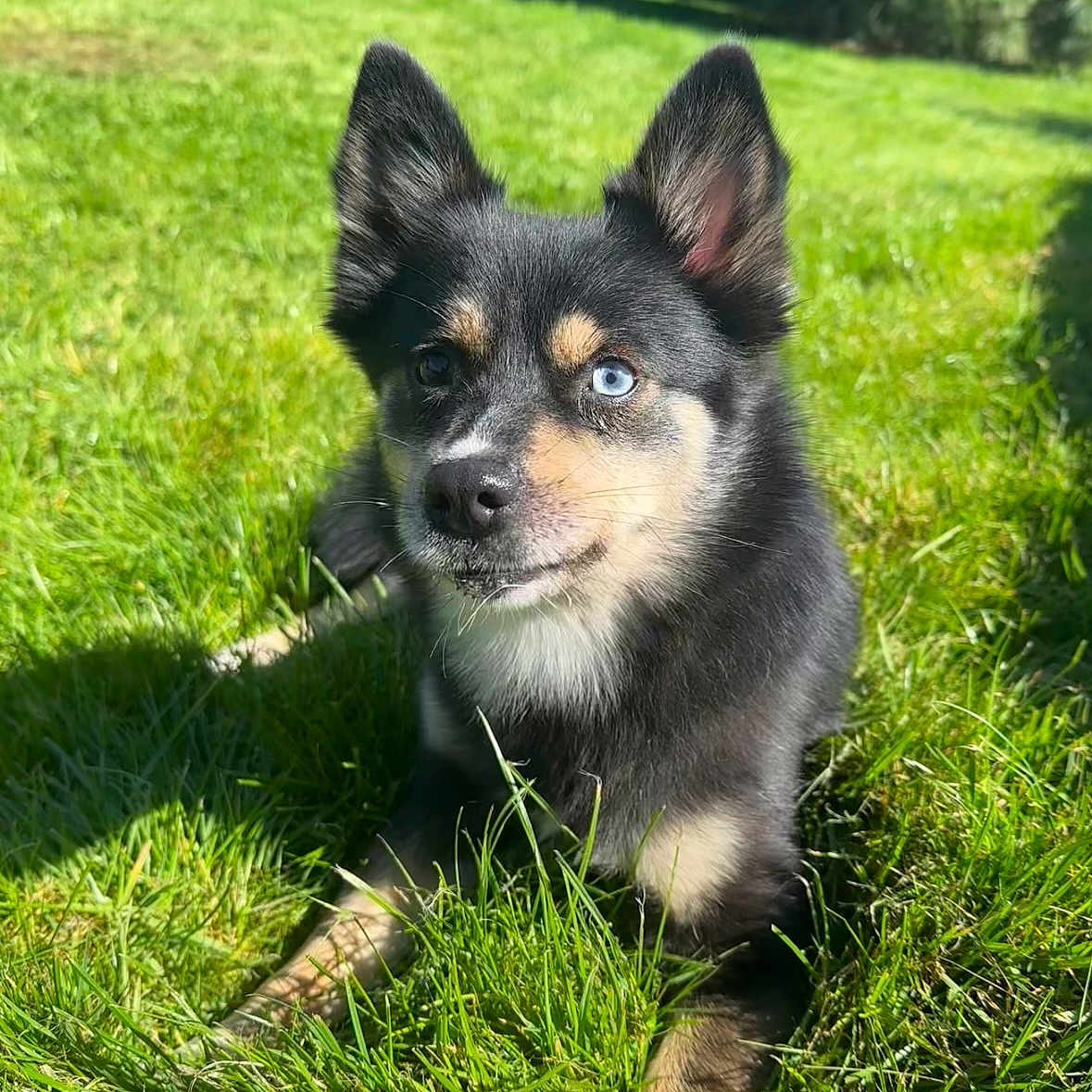 Ullyssia participe au concours pour gagner de l'argent avec cette photo : alert, animal, black_fur, blue_eye, brown_eye, brown_fur, canine, closeup, daylight, dog, ears_up, friendly, grass, heterochromia, laying_down, nature, outdoor, pet, portrait, sunlight