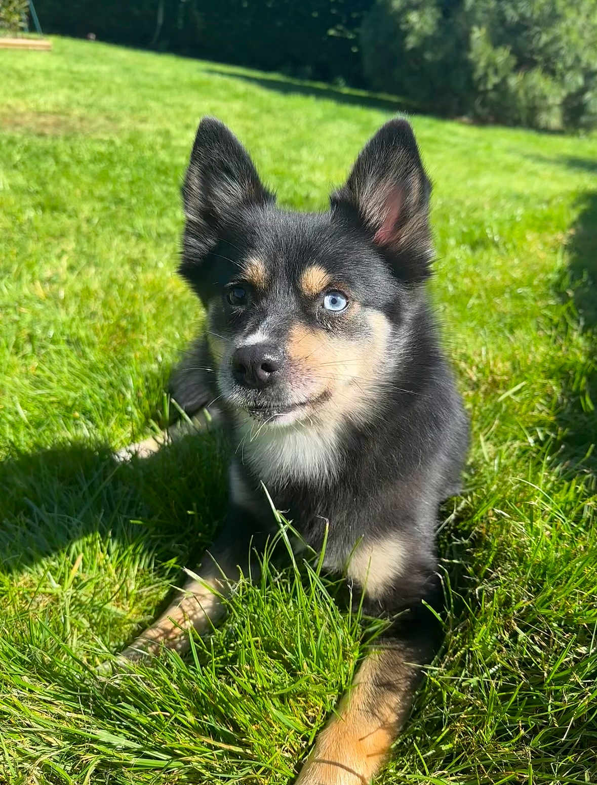 Ullyssia participe au concours pour gagner de l'argent avec cette photo : alert, animal, black_fur, blue_eye, brown_eye, brown_fur, canine, closeup, daylight, dog, ears_up, friendly, grass, heterochromia, laying_down, nature, outdoor, pet, portrait, sunlight