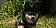 Ullyssia participe au concours pour gagner de l'argent avec cette photo : animal, canine, daylight, dog, flower, fur, garden, grass, greenery, happy, leaf, nature, outdoor, pet, plant, playful, summer, sunlight, tongue_out, walking