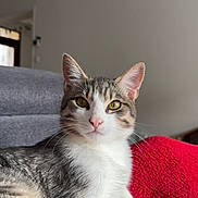Yago participe au concours pour gagner de l'argent avec cette photo : cat, tabby, white_fur, golden_eyes, pet, indoor, blanket, red_blanket, feline, animal, close_up, relaxed, curious, soft_light, cozy, domestic_cat, whiskers, ears, face, lying_down