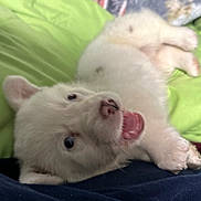 Alfredo joined the competition — help win amazing prizes! animal, closeup, cozy, cute, dog, ears, fur, green_background, indoor, lying_down, mouth_open, nose, paw, pet, playful, puppy, sleepy, soft, white, young