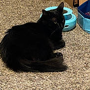 Salem is registered to the contest to win money with this photo: animal, black_cat, blue_bowl, box, carpet, cat, cozy, domestic, floor, fur, home, indoor, looking_back, mammal, pet, relaxed, resting, tail, water_bowl, whiskers