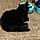 Salem