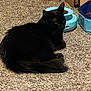animal, black_cat, blue_bowl, box, carpet, cat, cozy, domestic, floor, fur, home, indoor, looking_back, mammal, pet, relaxed, resting, tail, water_bowl, whiskers