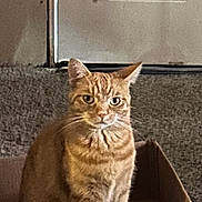 Simon is registered to the contest to win money with this photo: cat, orange_tabby, cardboard_box, carpet, door, indoor, pet, animal, feline, sitting, fur, whiskers, ears, eyes, home, domestic_cat, portrait, looking, cute, serious_expression