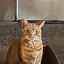 cat, orange_tabby, cardboard_box, carpet, door, indoor, pet, animal, feline, sitting, fur, whiskers, ears, eyes, home, domestic_cat, portrait, looking, cute, serious_expression