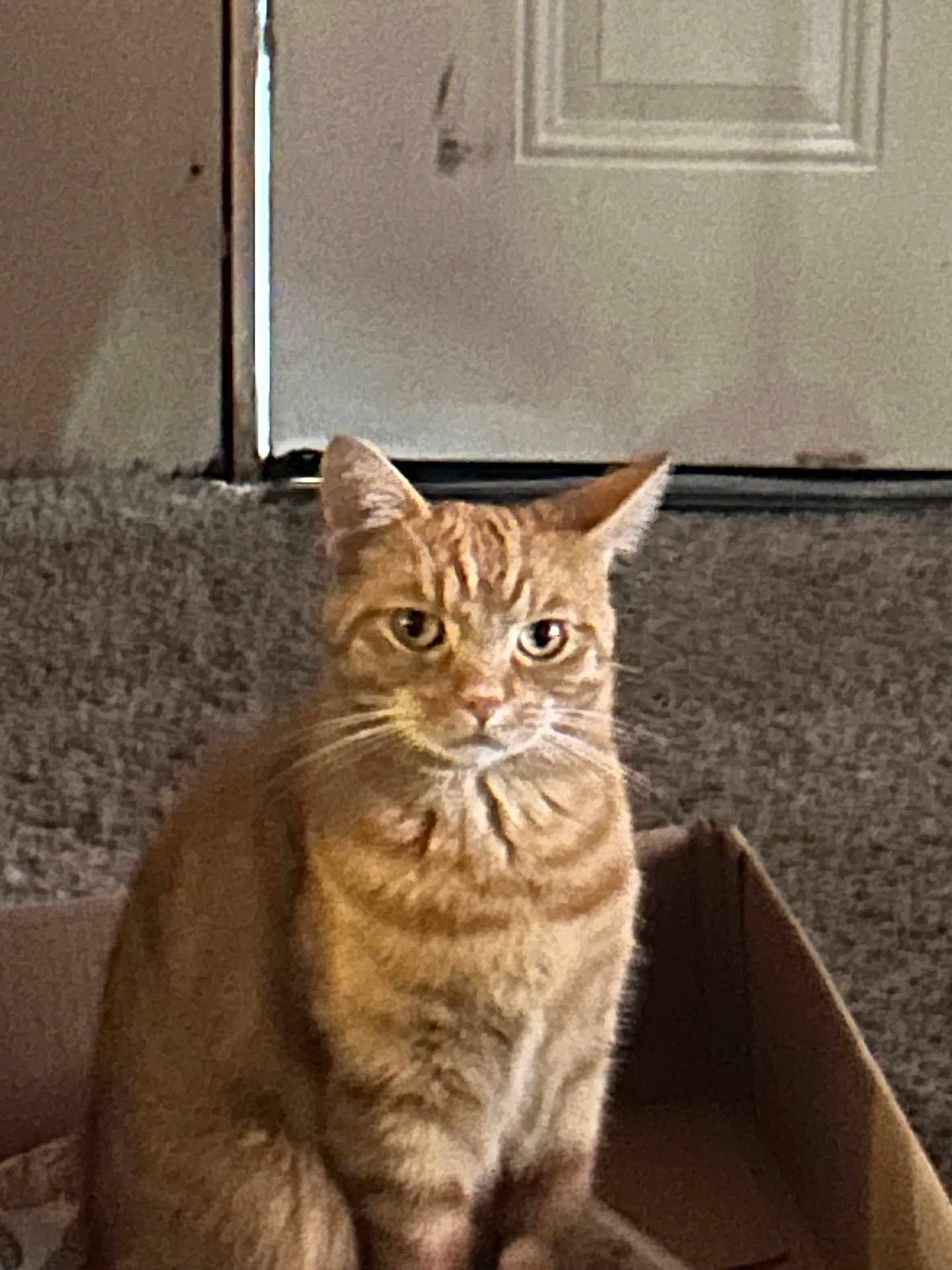 Simon