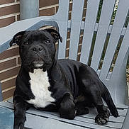 Vitto a rejoint le concours — aidez-le/la à gagner de superbes lots ! animal, architecture, armchair, bench, bostonbull, boxer, building, bulldog, canine, chair, dog, frenchbulldog, furniture, hound, labradorretriever, pet, pitbull, pug, puppy, wood