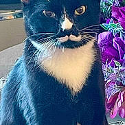 Pretty Boy joined the competition — help win amazing prizes! cat, black_and_white, mustache_marking, sitting, flowers, purple_flowers, indoor, pet, whiskers, face, ears, fur, table, decoration, closeup, portrait, animal, domestic_cat, curious, calm
