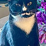 cat, black_and_white, mustache_marking, sitting, flowers, purple_flowers, indoor, pet, whiskers, face, ears, fur, table, decoration, closeup, portrait, animal, domestic_cat, curious, calm