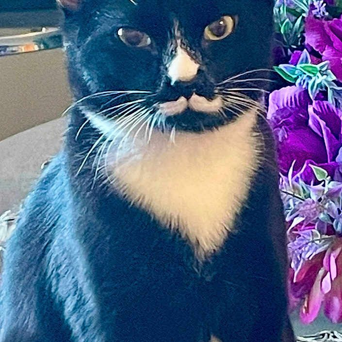 Pretty Boy joined the competition — help win amazing prizes! cat, black_and_white, mustache_marking, sitting, flowers, purple_flowers, indoor, pet, whiskers, face, ears, fur, table, decoration, closeup, portrait, animal, domestic_cat, curious, calm