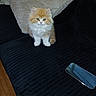 Lola is registered to the contest to win money with this photo: cat, couch, cozy, curious, cute, domestic_animal, feline, fluffy, fur, green_eyes, indoor, kitten, orange, pet, pillow, sitting, small, smartphone, whiskers, white