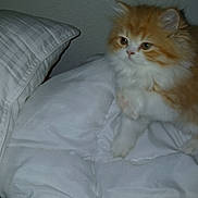 Lola is registered to the contest to win money with this photo: animal, bed, cat, comforter, curious, cute, domestic, fluffy, furry, indoor, kitten, orange, pet, pillow, playful, resting, sleeping_area, small, white, young