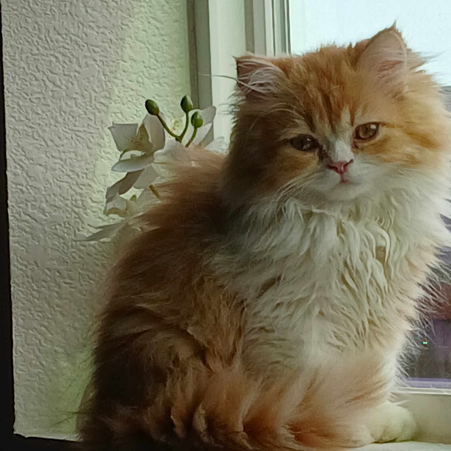 Lola