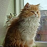 Lola is registered to the contest to win money with this photo: animal, calm, cat, cute, domestic, feline, flower, fluffy, fur, indoor, looking, natural_light, orange, pet, portrait, quiet, sitting, white, window, windowsill