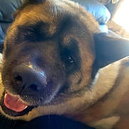 Tekila a rejoint le concours — aidez-le/la à gagner de superbes lots ! animal, black, brown, canine, close_up, couch, dog, ears, face, fur, happy, indoor, light, lying_down, nose, pet, relaxed, shadow, smiling, tongue
