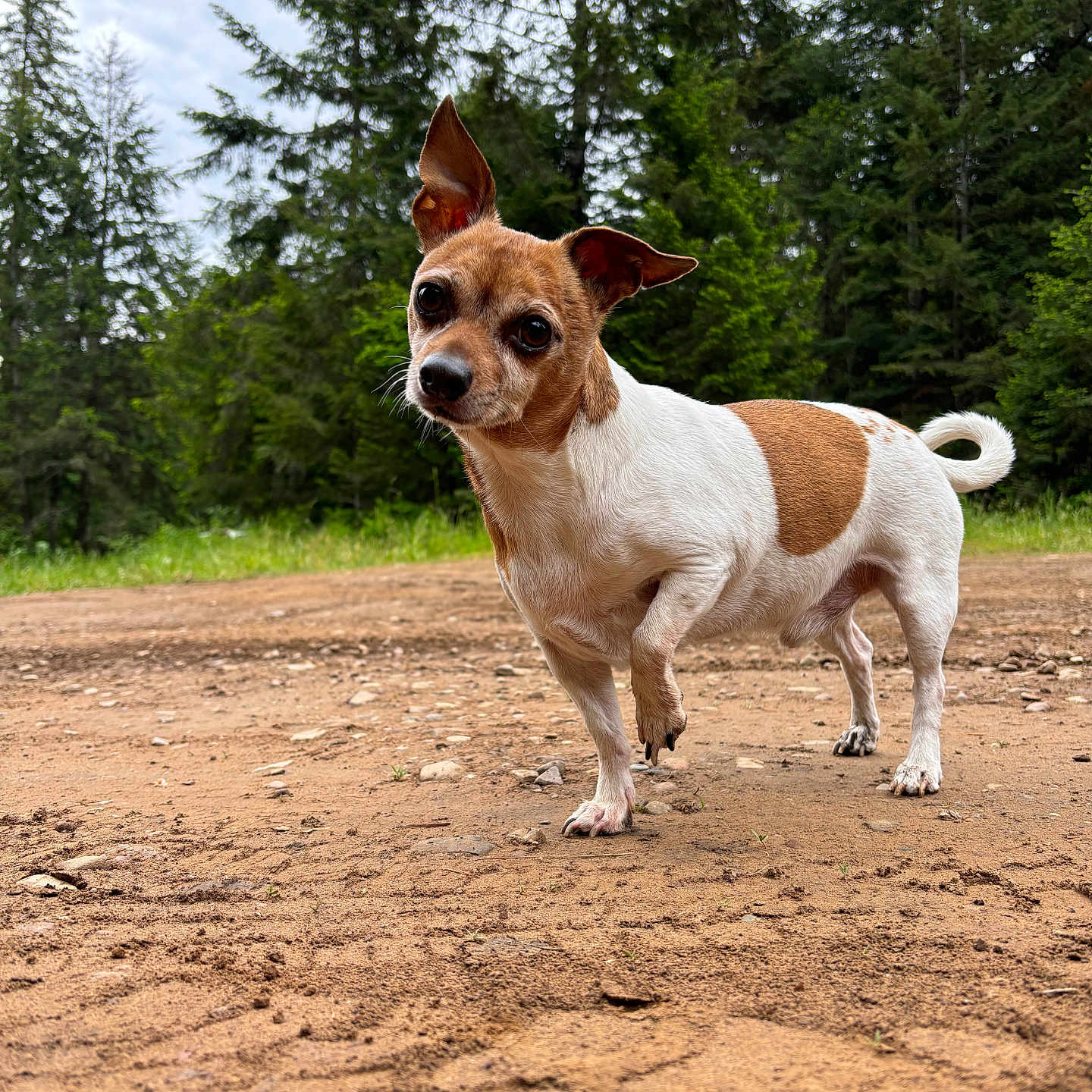 Winston is registered to the contest to win money with this photo: accessories, animal, canine, chihuahua, dog, fir, grass, grove, hound, land, nature, outdoors, pet, plant, puppy, soil, strap, tree, vegetation, woodland