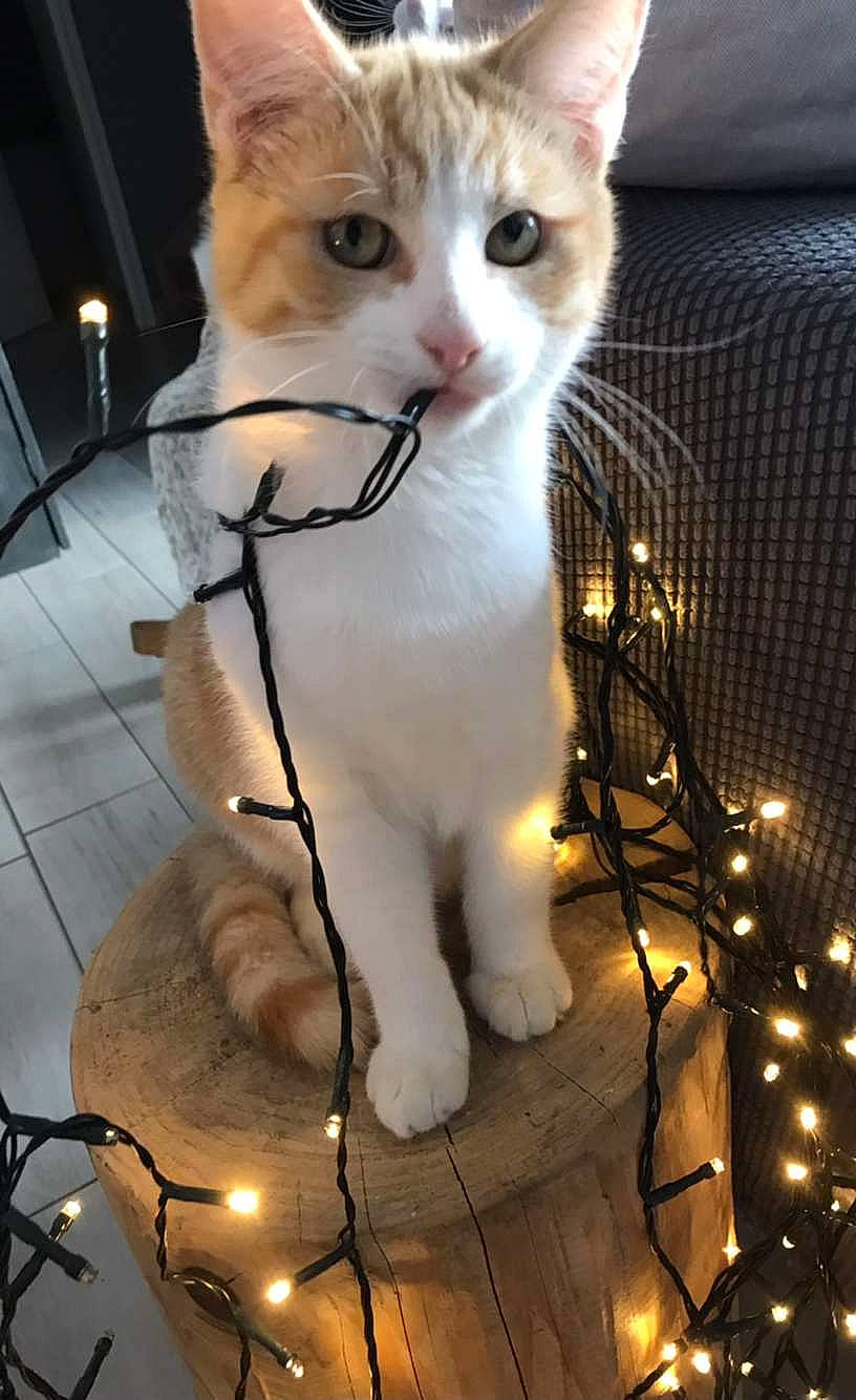 Newton participe au concours pour gagner de l'argent avec cette photo : animal_shelter, carnivore, cat, claw, collar, domestic_short_haired_cat, fawn, felidae, flooring, fur, metal, paw, pet_supply, small_to_medium_sized_cats, snout, tail, thai, whiskers, wire