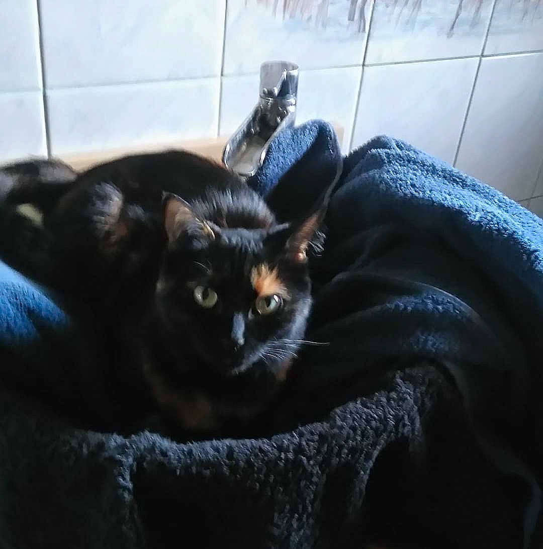 Calinette a rejoint le concours — aidez-le/la à gagner de superbes lots ! bed, black_cat, bombay, carnivore, cat, cat_supply, comfort, darkness, domestic_short_haired_cat, electric_blue, felidae, flooring, fur, room, sitting, small_to_medium_sized_cats, snout, tail, whiskers, window