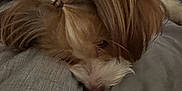 Riley is registered to the contest to win money with this photo: dog, sleeping, bed, blanket, pillow, fur, cozy, indoors, resting, brown, white, pet, cute, fur_hair, animal, portrait, calm, relaxation, textile, comfort