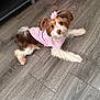 dog, pet, pink_flower, pink_outfit, wooden_floor, cute, small_dog, fur, indoor, laying_down, looking_up, adorable, animal, mammal, companion, domestic_pet, fur_pattern, paw, ears, snout