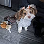 dog, small_dog, puppy, bow, pet, toy, plush_toy, floor, wooden_floor, slipper, indoor, fur, cute, looking_up, ears, white_fur, brown_fur, pet_accessory, domestic_animal, companion