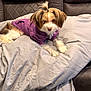 dog, puppy, pet, fur, topknot, purple_hoodie, blanket, couch, leather_furniture, indoor, cozy, cute, small_dog, brown, white_fur, relaxed, looking_at_camera, comfortable, domestic_animal, portrait