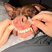 Darla is registered to the contest to win money with this photo: dog, pet, close_up, teeth, smile, human_hands, playful, brown_dog, indoor, blanket, fur, canine, tongue, nostrils, whiskers, snout, cute, animal, domestic, funny