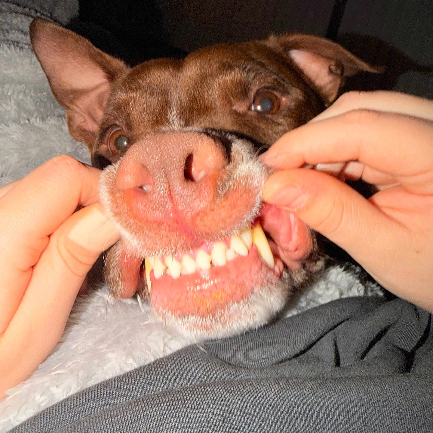 Darla