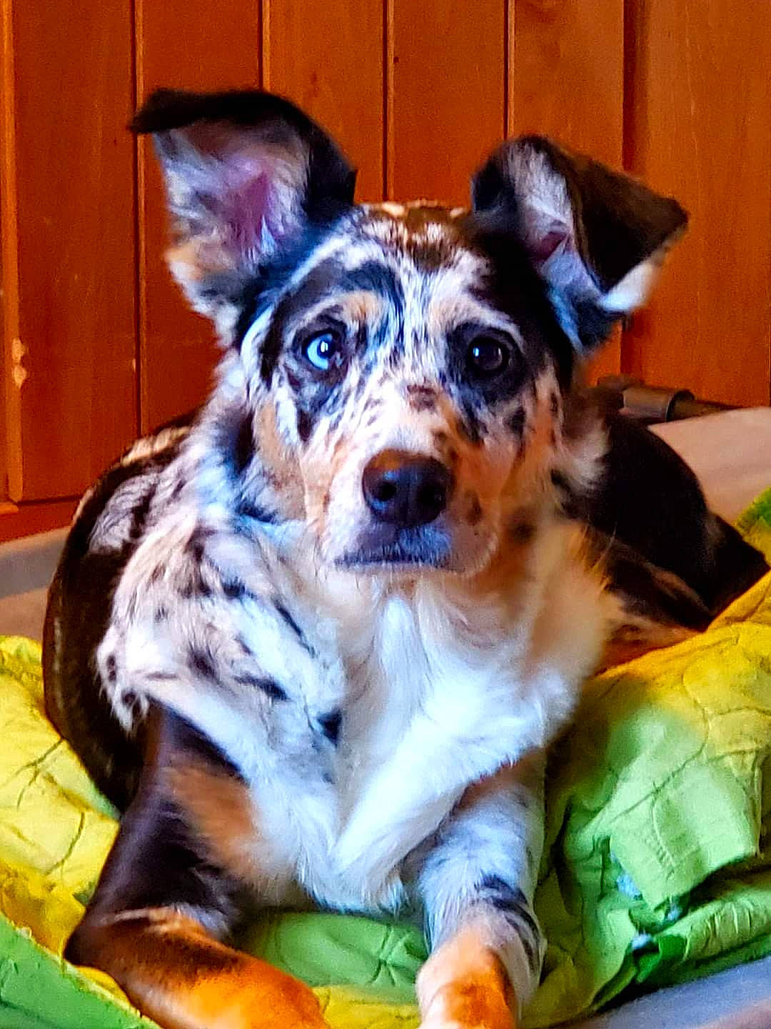 Bindi Sue joined the competition — help win amazing prizes! canidae, carnivore, companion_dog, dog, dog_breed, door, fur, grass, snout, texas_heeler, toy_dog, whiskers, working_animal, working_dog