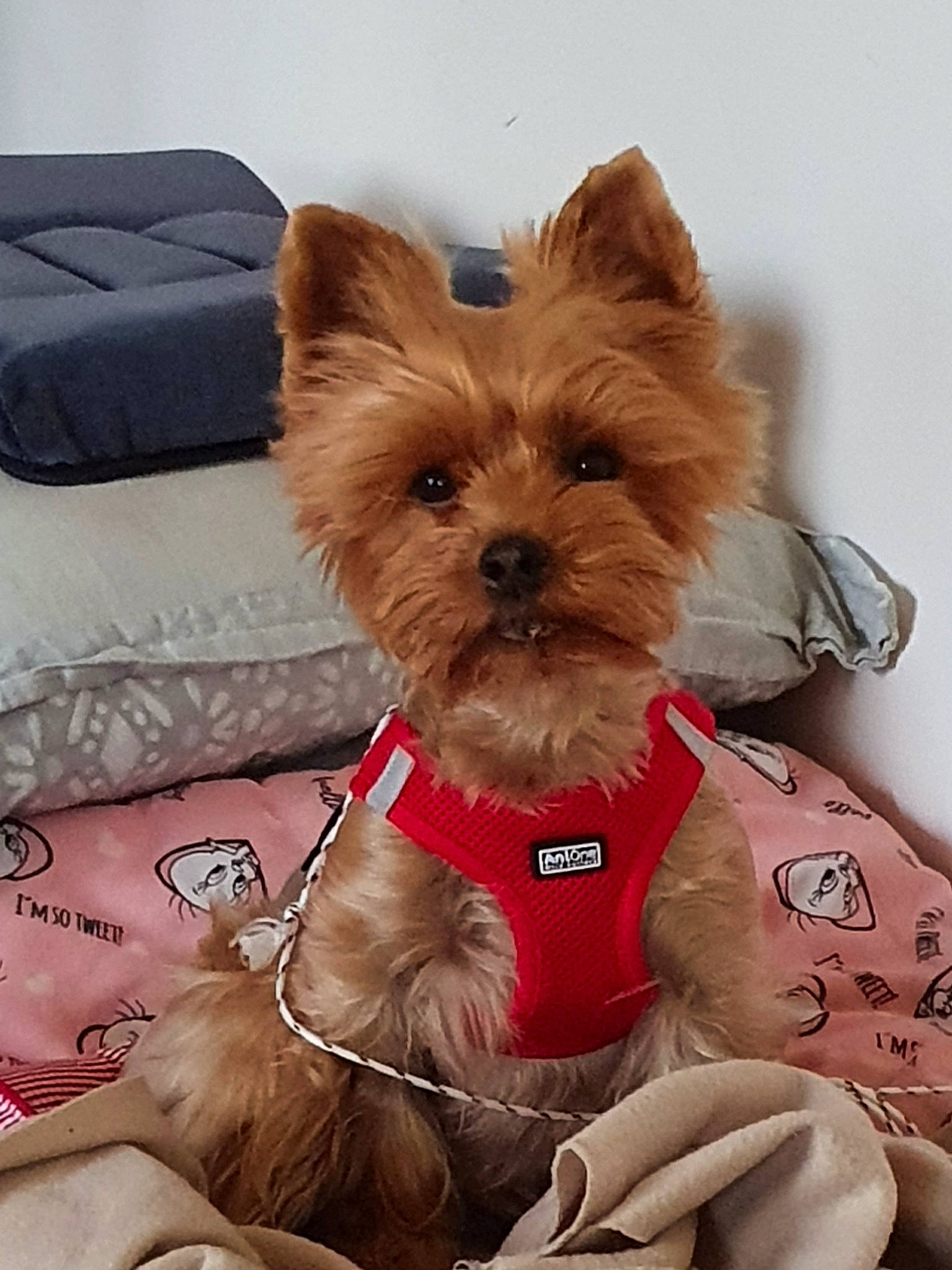 Lylou