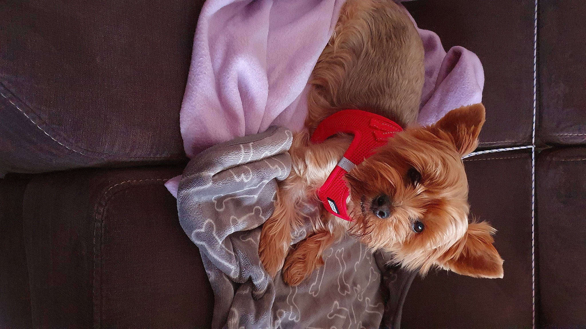 Lylou a rejoint le concours — aidez-le/la à gagner de superbes lots ! carnivore, comfort, companion_dog, dog, dog_breed, dog_clothes, dog_supply, ear, fashion_accessory, fawn, fur, liver, magenta, pink, small_terrier, snout, sporting_group, toy, toy_dog, working_animal