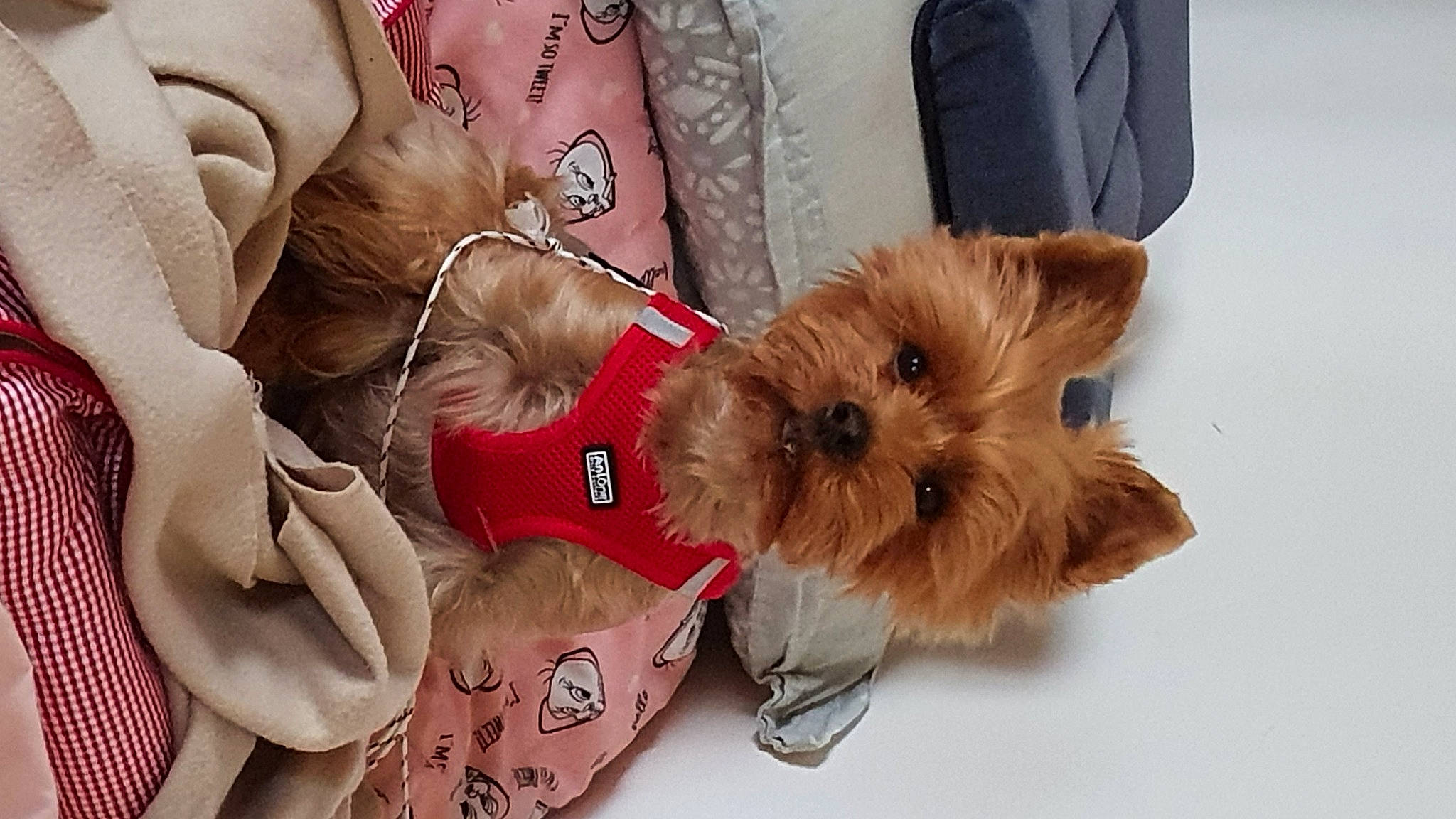 Lylou a rejoint le concours — aidez-le/la à gagner de superbes lots ! canidae, carnivore, collar, companion_dog, dog, dog_breed, dog_clothes, dog_supply, fashion_accessory, fawn, fur, jewellery, liver, paw, snout, sporting_group, sunglasses, toy_dog, working_animal, wrist