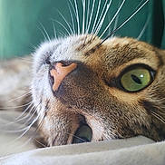 Arli a rejoint le concours — aidez-le/la à gagner de superbes lots ! cat, close_up, green_eyes, pink_nose, whiskers, feline, pet, animal, lying_down, soft_focus, fur, domestic_cat, relaxed, indoors, portrait, cute, whisker_detail, sleepy, tabby, resting
