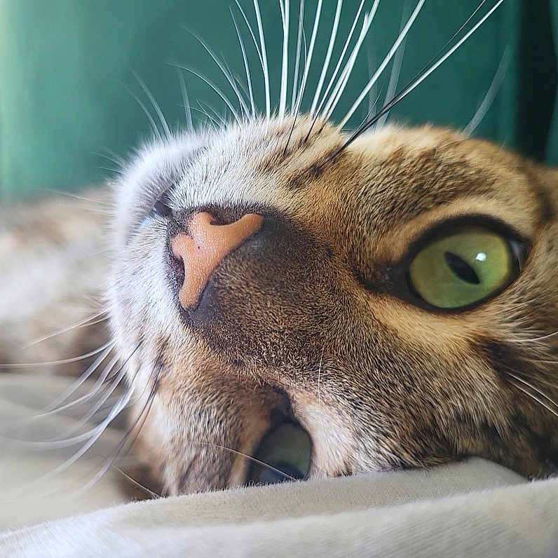 Arli a rejoint le concours — aidez-le/la à gagner de superbes lots ! animal, cat, close_up, cute, domestic_cat, feline, fur, green_eyes, indoors, lying_down, pet, pink_nose, portrait, relaxed, resting, sleepy, soft_focus, tabby, whisker_detail, whiskers