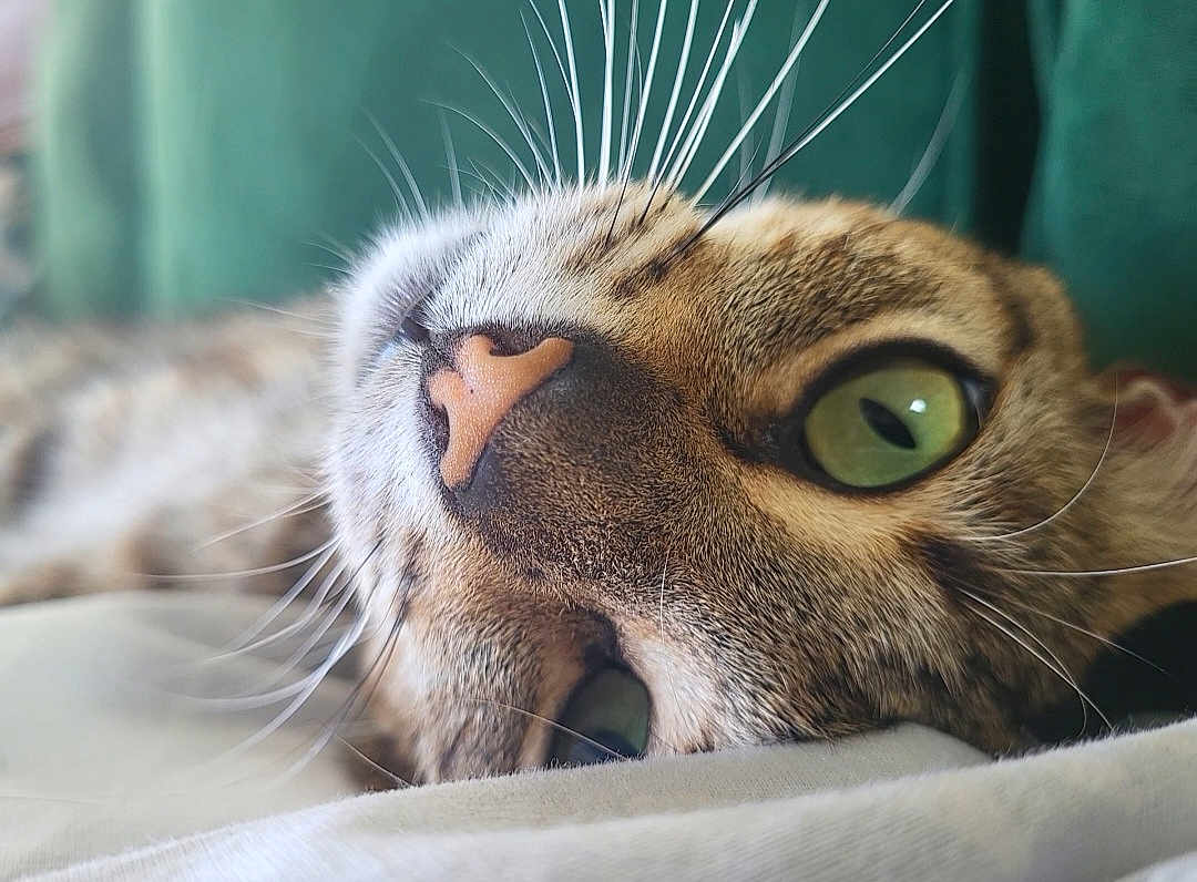 Arli a rejoint le concours — aidez-le/la à gagner de superbes lots ! cat, close_up, green_eyes, pink_nose, whiskers, feline, pet, animal, lying_down, soft_focus, fur, domestic_cat, relaxed, indoors, portrait, cute, whisker_detail, sleepy, tabby, resting