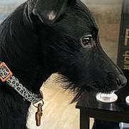 Seymour is registered to the contest to win money with this photo: dog, black_dog, pet, collar, dog_tag, profile, portrait, indoor, table, bowl, living_room, hardwood_floor, closeup, whiskers, ear, muzzle, fur, leopard_pattern, cozy, calm