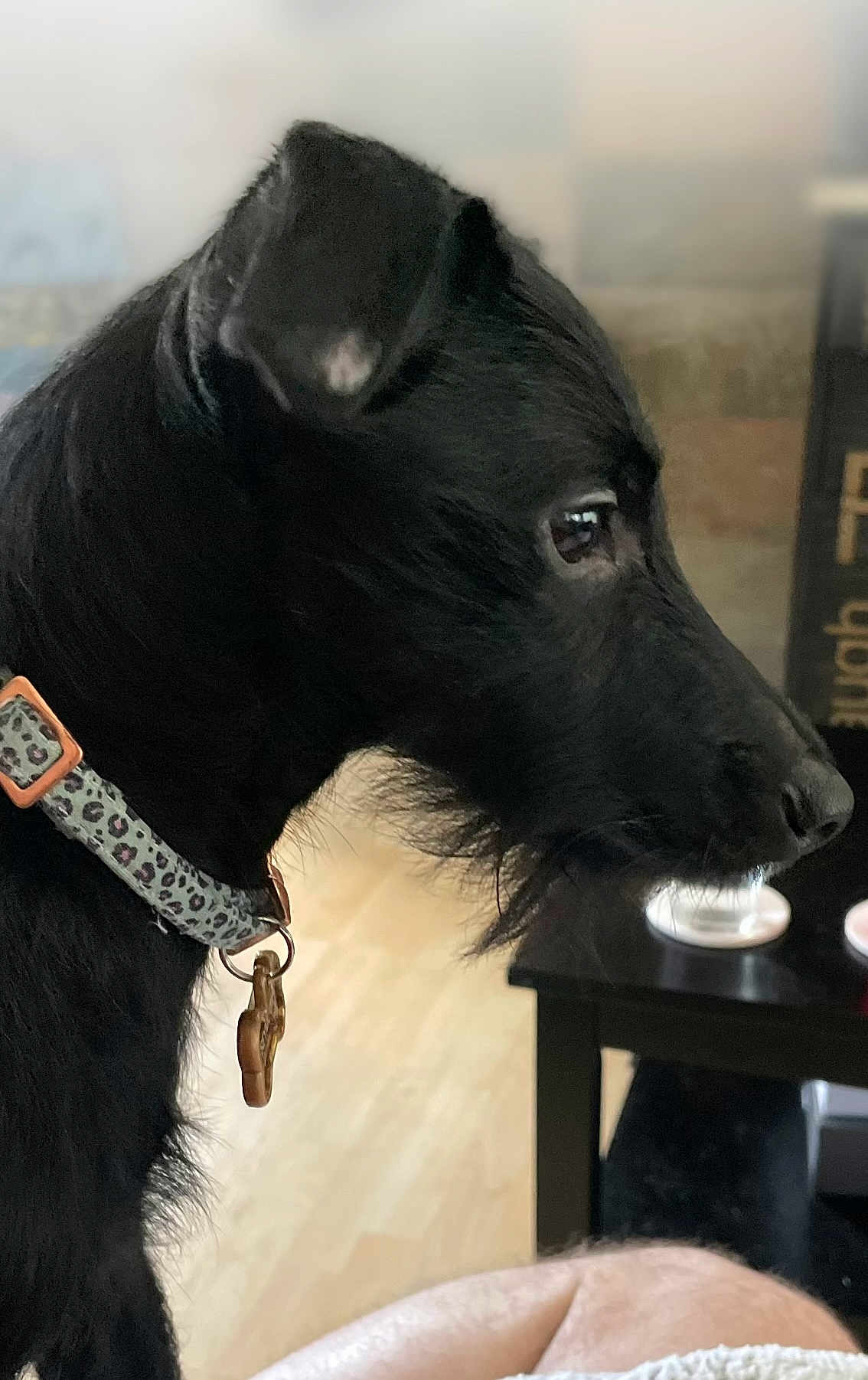 Seymour is registered to the contest to win money with this photo: dog, black_dog, pet, collar, dog_tag, profile, portrait, indoor, table, bowl, living_room, hardwood_floor, closeup, whiskers, ear, muzzle, fur, leopard_pattern, cozy, calm