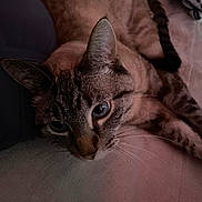 Whiskey is registered to the contest to win money with this photo: animal, blanket, cat, close_up, cozy, cute, domestic_animal, ears, eyes, face, feline, fur, indoor, lying_down, pet, relaxed, resting, soft_light, tabby_cat, whiskers
